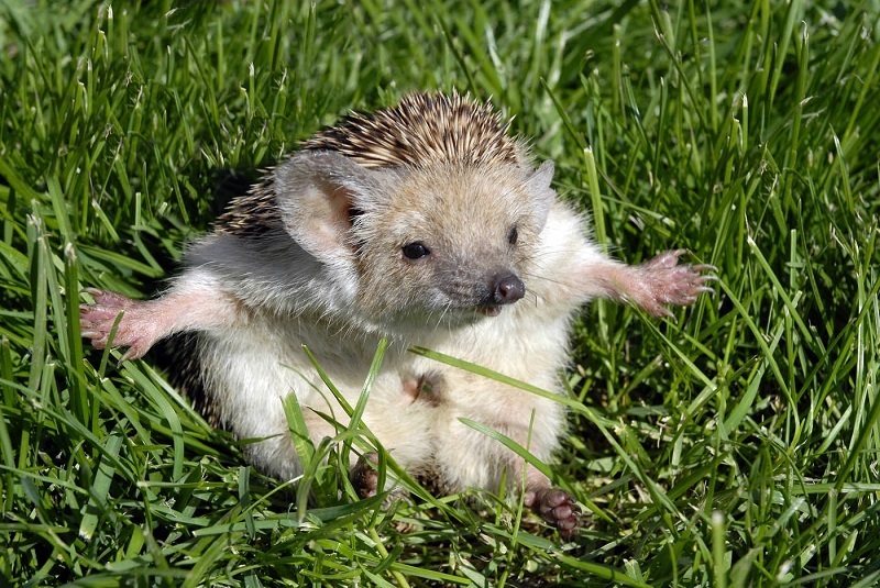 stepanhedgehog2004